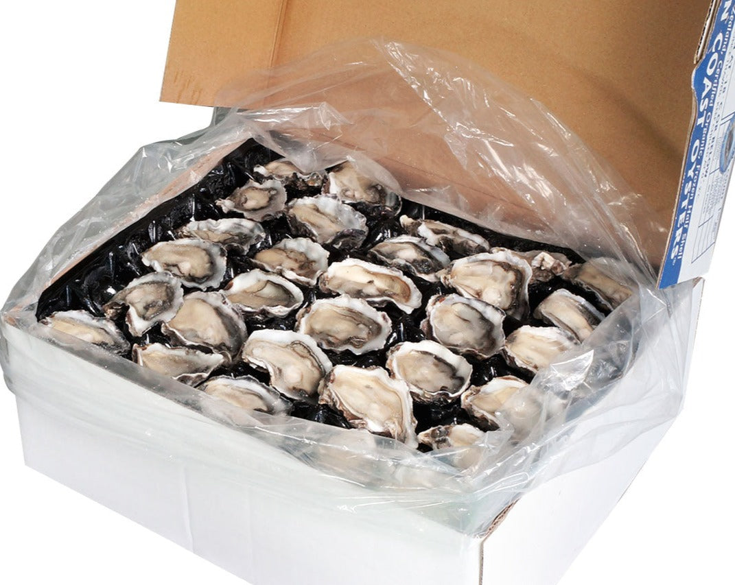 Oyster Large Frozen