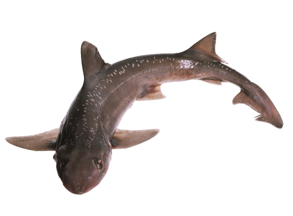 Rig Fillets Skinless