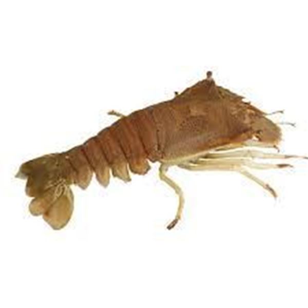 Sea Bug Moreton Bay 100-150